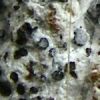 Lecanographa amylacea